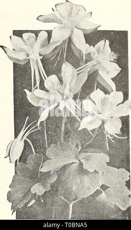 Dreer's garden prenota 1929 (1929) Dreer's garden prenota 1929 dreersgardenbook1929henr Anno: 1929 ."Vrte.misi.x Lactiflora Dreer lunga spronato Aquilegia o Columbine Armeria (mare rosa o la parsimonia) Interessanti piante nane che riuscirà a qualsiasi terreno, formando evergreen ciuffi di colore verde brillante fogliame, da cui innumerevoli fiori appaiono in teste dense, su rigidi steli ispido, da 9 a 12 pollici ad alta. Essi fiore più o meno continuamente dagli inizi della primavera fino a tardo autunno. Molto utile nel rockery nonché al confine. Cephalotes api Ruby (nuovo). Ha stout steli con grandi teste globulari di b Foto Stock