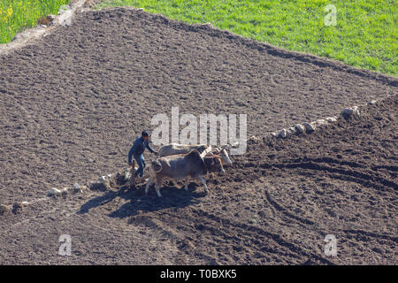 Il contadino, utilizzando zebù buoi per plow​ e preparare un campo di risone per resowing un nuovo raccolto di riso. India del nord. Gennaio e Febbraio. Foto Stock