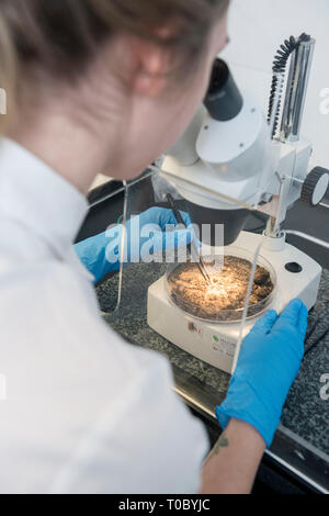 Una femmina di laboratorio professionale lavoratore utilizza un microscopio per esaminare un campione di controllo e test indossando un bianco Camicia manica corta e guanti Foto Stock