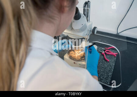 Una femmina di laboratorio professionale lavoratore utilizza un microscopio per esaminare un campione di controllo e test indossando un bianco Camicia manica corta e guanti Foto Stock