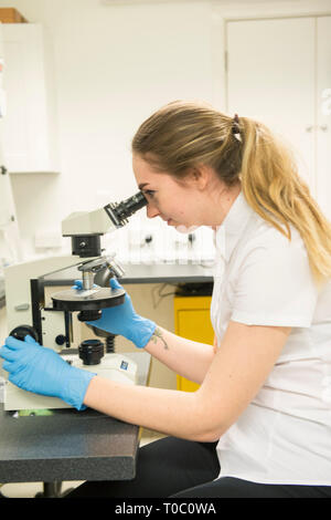 Una femmina di laboratorio professionale lavoratore utilizza un microscopio per esaminare un campione di controllo e test indossando un bianco Camicia manica corta e guanti Foto Stock