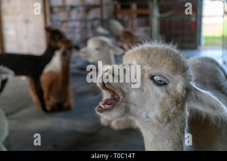 Giovani Alpaca all'interno del fienile con altri ragazzi. Egli è bella bianco con gli occhi blu. Egli ha piuttosto la personalità essendo molto verbali. Foto Stock