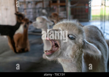 Giovani Alpaca all'interno del fienile con altri ragazzi. Egli è bella bianco con gli occhi blu. Egli ha piuttosto la personalità essendo molto verbali. Foto Stock