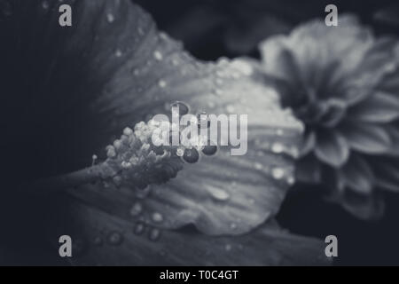 Fiori di ibisco con gocce d'acqua su sfondo nero, bianco e nero style Foto Stock