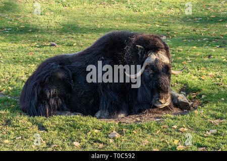 Ivan musk ox giacente su erba verde Foto Stock