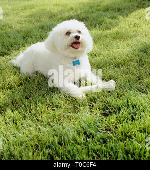 Carino, felice, Bichon Frise cane con pulire pelliccia bianca giocando con il chew toy osso all'aperto sul prato Foto Stock