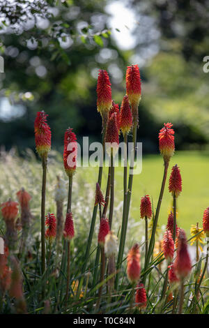 Kniphofia è un sempreverde estate perenne fioritura pianta di giardino con rosso arancio tubolare picchi fiore giallo e alla sua base ed inarcamento foglie. Foto Stock