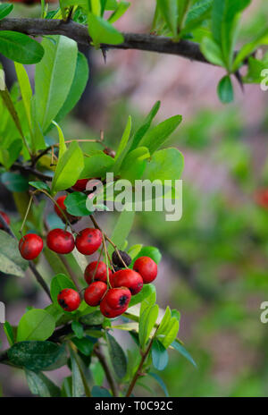 Inverno rosso bacche attaccato al sottile ramo marrone con bright foglie verdi sulla boccola grande. Foto Stock
