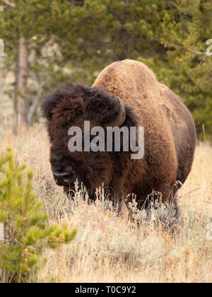 Un single American bull bison in piedi di alte erbe secche di fronte alla macchina fotografica nel Parco Nazionale di Yellowstone in autunno con alberi sempreverdi in foregr Foto Stock