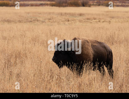 Un single American bull bison in piedi in alto erba essiccata nel Parco Nazionale di Yellowstone in autunno. Foto Stock