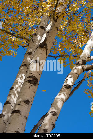 In autunno gli alberi di Aspen con il bianco della corteccia e foglie d'oro fotografata da sotto con cielo blu brillante in background. Foto Stock