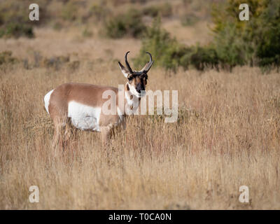 Il Buck antelope rivolta verso la telecamera in piedi in alta erba essiccata. Profondità di campo. Copia dello spazio. Foto Stock