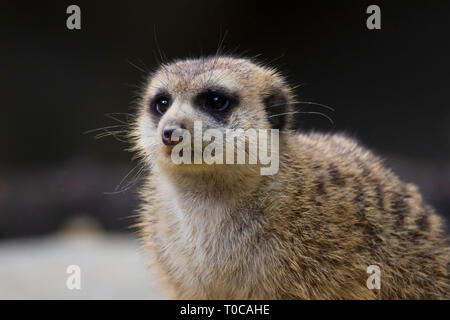 Meerkat o suricate, Suricata suricatta, lo zoo di Singapore, Singapore Foto Stock