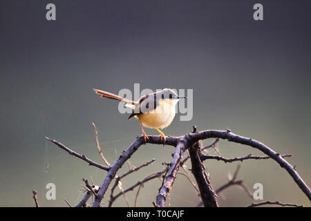 Ashy Prinia o ashy wren-trillo, Prinia socialis, India. Foto Stock