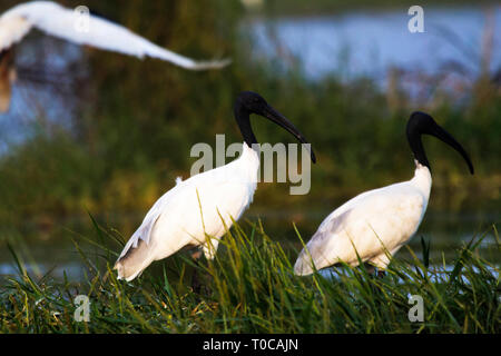 A testa nera ibis, Threskiornis melanocephalus o orientali ibis bianco, bianco indiano ibis, India. Foto Stock