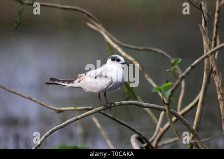 Mignattino piombato, Chlidonias hybrida, India. Foto Stock