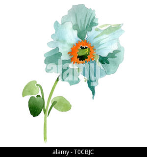 Papavero turchese floreale di fiori botanica. Acquerello illustrazione dello sfondo impostato. Isolate il papavero illustrazione elemento. Foto Stock