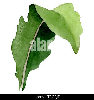 Il papavero foglia verde. Acquerello illustrazione dello sfondo impostato. Isolate il papavero illustrazione elemento. Foto Stock