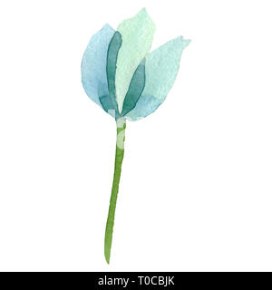 Papavero turchese floreale di fiori botanica. Acquerello illustrazione dello sfondo impostato. Isolate il papavero illustrazione elemento. Foto Stock