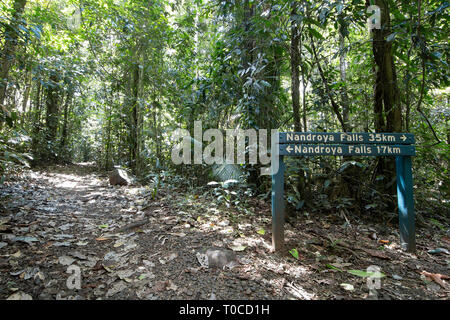 Sentiero per Nandroya cade in Wooroonooran National Park, estremo Nord Queensland, FNQ, QLD, Australia Foto Stock
