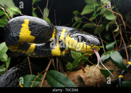 Mangrove Cat Snake Foto Stock