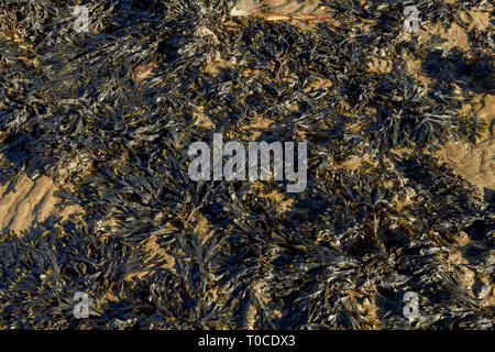 Fucus alga marina sulla spiaggia a Beaumaris, Anglesey, Galles del Nord, Regno Unito Foto Stock