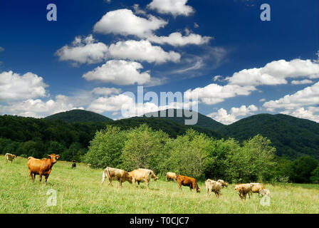 Mountain vacche da latte sul prato verde. Cielo blu e nuvole bianche in background. Foto Stock