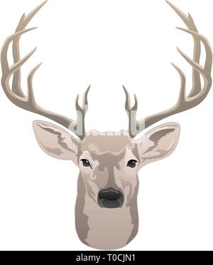 Testa di cervo, bella buck con corna color isolato illustrazione vettoriale Illustrazione Vettoriale
