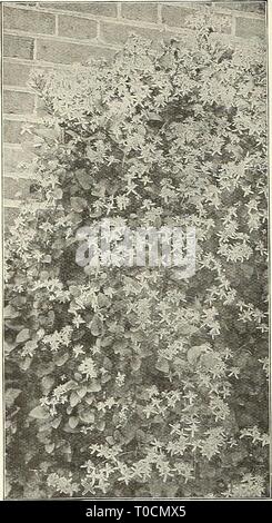 Dreer's garden prenota 1930 (1930) Dreer's garden prenota 1930 dreersgardenbook1930henr Anno: 1930 206 /flEIMlEER! HARDY piante rampicanti &gt;H1MDELPHII Clematis Paniculata Clematis Paniculata (giapponese di Virgin Bower) Questa bella hardy alpinista è uno dei più scelta e soddisfacente la scalata di piante fiorite. Di forte crescita rapida con piccole, dense, ricco fogliame verde e bianco puro, deliziosamente fiori profumati, che appaiono nella maggior profusione nei mesi di agosto e settembre, seguita da argenteo sementi feathery baccelli, che rendono un attraente aspetto fino a metà inverno. Le piante riescono Foto Stock