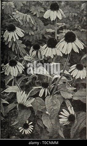 Dreer's garden prenota 1918 (1918) Dreer's garden prenota 1918 dreersgardenbook1918henr Anno: 1918 Ranunculus Aconitifolius Fl. Pl. (Fair cameriere di Francia) Rudbeckia Purpurea (Gigante cono viola fiore) ROMNEYA (California Tree di Matilija papavero) Coulter!. Questo bellissimo papavero, mentre hardy come lontano nord come Philadelphia, dovrebbero essere piantati in un ben drenato, la soleggiata e riparata posizione. Esso cresce da 3 a 5 piedi alto e spesso ha da 12 a 15 fiori espanso su un unico getto in una sola volta. I fiori sono bianchi, 6 pollici e oltre tutto, delicati e trasparenti, sopportando ancora in buono stato per la sev Foto Stock