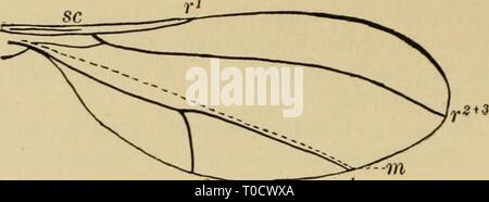 Entomologia elementare (1912) elementare entomologia elementaryento00sabbia Anno: 1912 Fig. 458. Venatura di un cecidomyiid gall-gnat (Dopo Comstock) Foto Stock