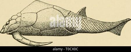 Gli abitanti del mare e gli abitanti della terra e mare dwellersofseasho00crow Anno: 1935 in vita gli antichi mari 313 protozoi lontano outranked alT altre forme; e nelle varie località in cui hanno prosperato, ciascuno di questi gruppi costruito enormi masse di calcare. Qui, per la prima volta nella storia della nostra crosta terrestre, troviamo il guscio secernente protozoi (foraminiferi) prendendo un cospicuo posto tra animali marini. Fitta sub- marine boschetti di crinoidi fiorì poi come probabilmente non hanno mai fatto prima, e i loro resti per giorno sono consolidati in profonda letti di roccia. Spugne è cresciuto Foto Stock