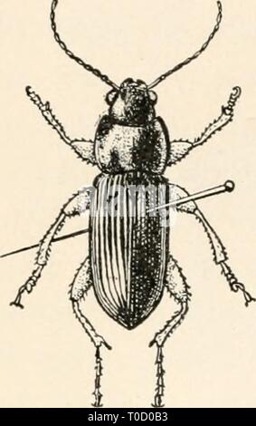 Entomologia elementare ([c1912]) elementare entomologia elementaryentomo00sabbia Anno: [c1912] 348 ENTOMOLOGIA ELEMENTARE FIG. 483. Che mostra il metodo di pinning Coleoptera (Dopo Washburn) montate su perni a gomito, o sui bit di fine filo d'argento (minutien- nadcln che sono bloccati tramite bit di sughero o di midollo e segnato come un punto di cartone. Ditteri. In Diptera il perno viene eseguita attraverso la parte centrale del torace e le ali, se non si è diffusa, dovrebbe essere esteso. In lunghe zampe vola, come la gru-fly, le gambe dovrebbe essere supportata fino a quando il campione è a secco. In effetti non è una cattiva idea di Foto Stock