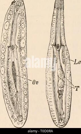 Testo elementare-libro di zoologia, tr Foto Stock