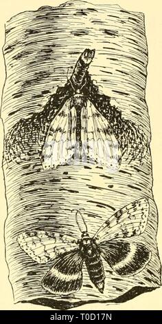 Biologia elementare; un introduzione alla biologia elementare; una introduzione alla scienza della vita elementarybiolog00grue Anno: 1924 352 Biologia elementare In alcuni esperimenti con i pesci piatti che sono normalmente i suini- dato esecuzione sulla superficie superiore e bianco sulla superficie inferiore, la luce è stata alimentata dal basso per mezzo di specchi, con il risultato che il pesce ha sviluppato i pigmenti sulla parte inferiore sur- viso e sono rimaste bianco sopra. Da questi esperimenti e dalla nostra esperienza con ottenere abbronzata, possiamo sentire con- fident che almeno in molti casi la formazione del pigmento è dovuta al st Foto Stock