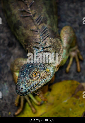 Iguana leggera profondità di campo con il focus sull'animale l'occhio Foto Stock