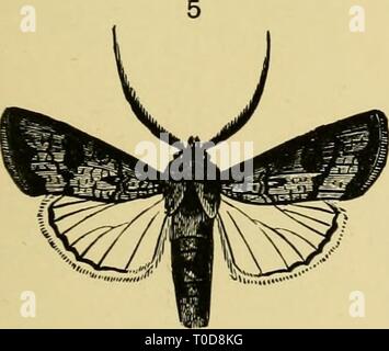 Testo elementare-libro di entomologia (1892) Foto Stock