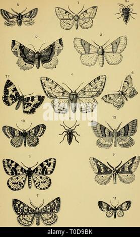 Testo elementare-libro di entomologia (1892) Foto Stock