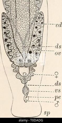 Dr HG Bronn's Klassen und Dr. H.G. Bronn's Klassen und Ordnungen des Thier-Reichs : wissenschaftlich dargestellt in Wort und Bild drhgbronnsklasse040101bron Anno: 1904 2122 Plathelrainthes: III. Turbellaria. herstellen. Doch unterscheiden sich diese räumlich differenzirten diver- tikel und Schenkel in ihrem histologischen Bau nicht vom centralen Hohlraum des Darmes*). Bei allen jenen Formen, deren faringe nicht wie in Textfig. 16 und 18 vom vorderen oder hinteren Ende des Darmes entspringt, lässt sich ein präoraler (präpharyngealer) Darmschenkel {dav) von dem (postoralen postpharyngealen, da Foto Stock