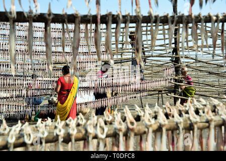 La donna pesce di asciugatura sulla spiaggia, pardi, Valsad, Gujarat, India, Asia Foto Stock