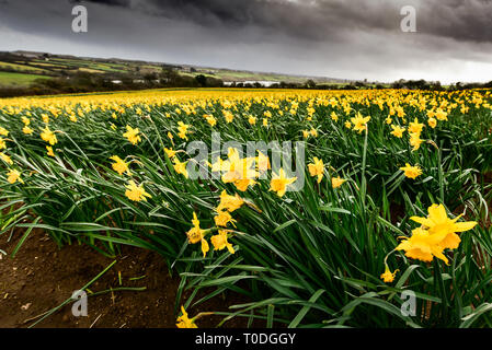 Un grande campo pieno di narcisi Narciso essendo cresciuto per lampadine. Foto Stock