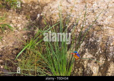 Bellissimo uccello colorato - kingfisher bird. Siede su un reed. Kenya, Africa Foto Stock