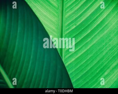 Abstract foglie naturali dello sfondo. Fogliame verde scuro laici piana. Ecologia e Natura concetto. Foto Stock