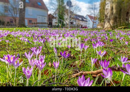 Violetta di crochi su un prato in un villaggio Foto Stock