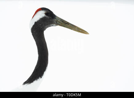 Il rosso-Crowned Crane. Close up ritratto, isolati su sfondo bianco. Nome scientifico: Grus japonensis, chiamato anche il Giapponese gru o Manchurian Foto Stock