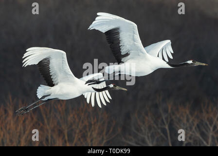 Il rosso-incoronato gru in volo. Sfondo scuro della foresta d'inverno. Nome scientifico: Grus japonensis, chiamato anche il Giapponese gru o Manchurian cra Foto Stock