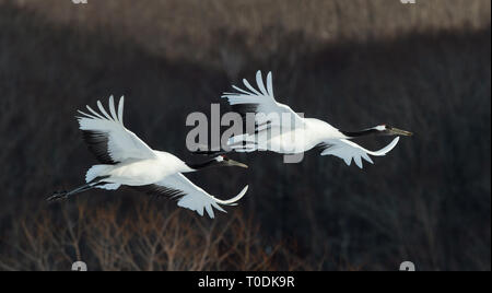 Il rosso-incoronato gru in volo. Sfondo scuro della foresta d'inverno. Nome scientifico: Grus japonensis, chiamato anche il Giapponese gru o Manchurian cra Foto Stock