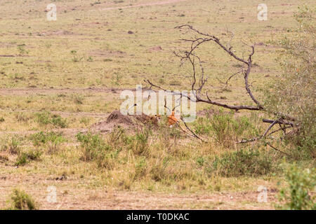 Serie di foto: Cheetah a caccia di big Impala. Il quinto episodio. Masai Mara, Kenya Foto Stock