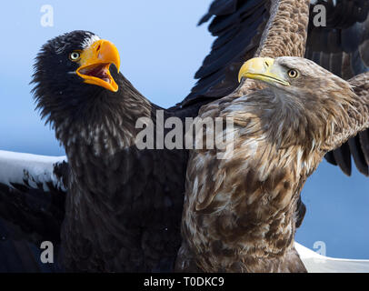 Aquile in lotta. Steller's sea eagle lotta vs White Tailed eagle. Foto Stock