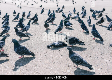 I piccioni a piedi attorno a un uccello morto. Un gregge di piccioni viaggiatori su strada. Piccione morto su asfalto Foto Stock